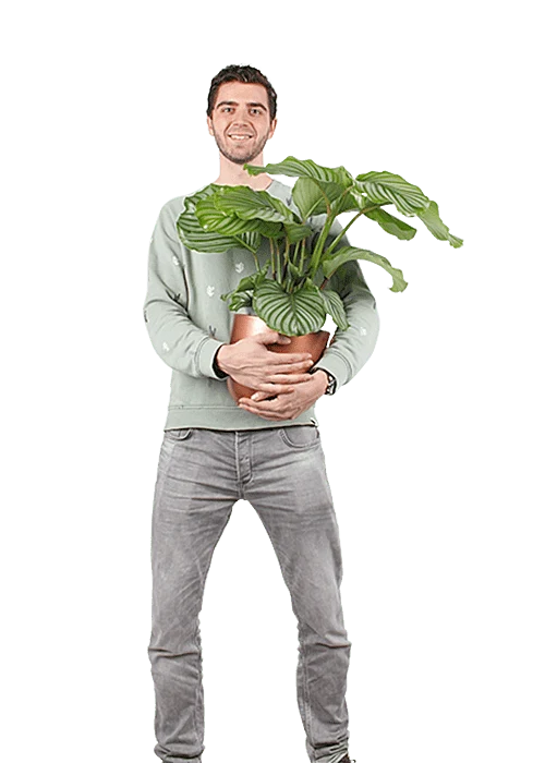 Calathea orbifolia (Korbmarante) (M)