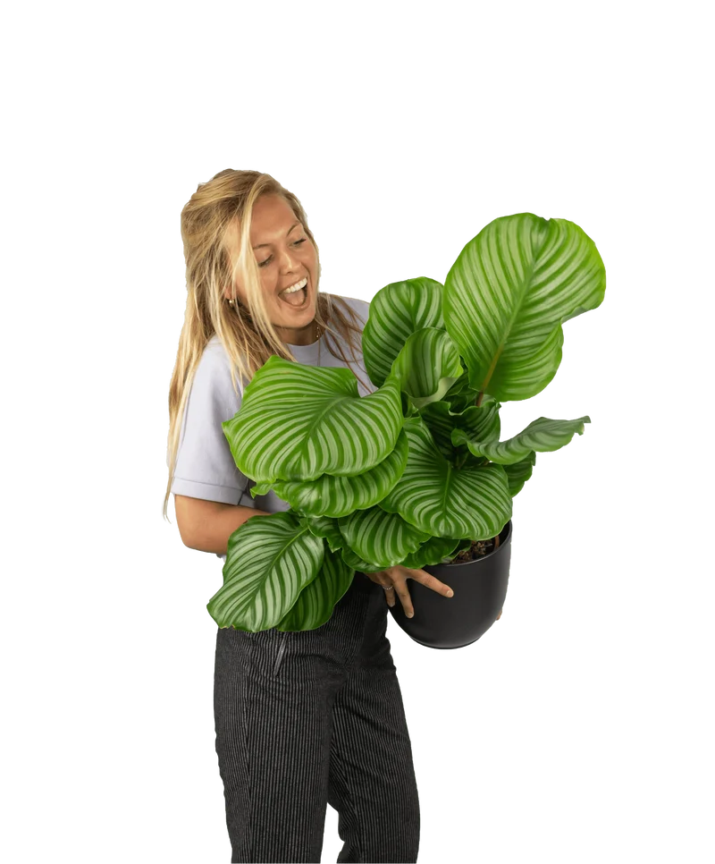 Calathea orbifolia (Korbmarante) (M)
