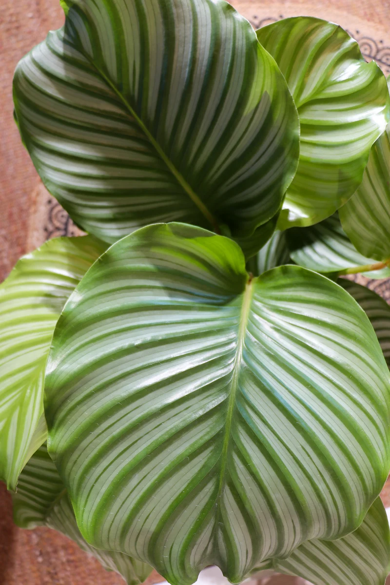 Calathea orbifolia (Korbmarante) (M)