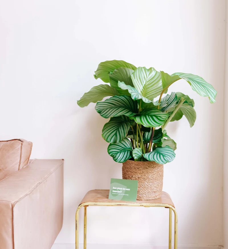 Calathea orbifolia (Korbmarante) (M)