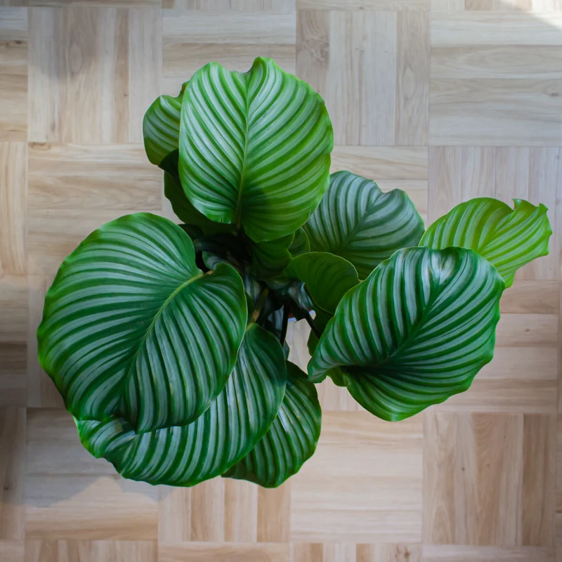 Calathea orbifolia (Korbmarante) (M)