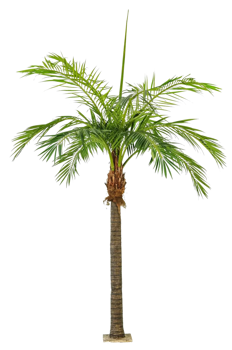 Künstliche Phoenixpalme - Saskia | 480 cm