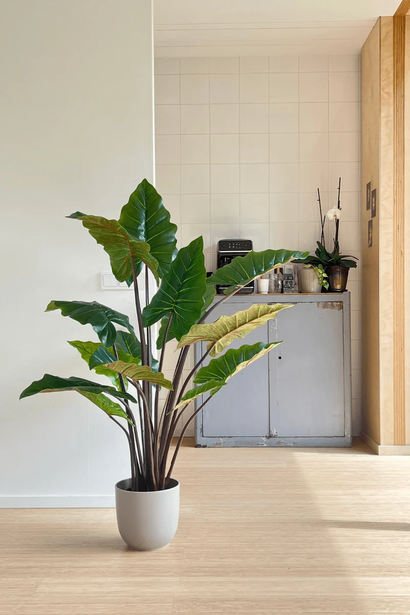 Colocasia Kunstpflanze 130cm