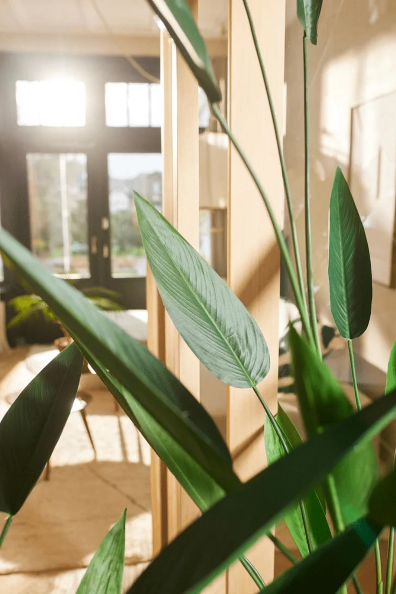 Heliconia Kunstpflanze 175cm