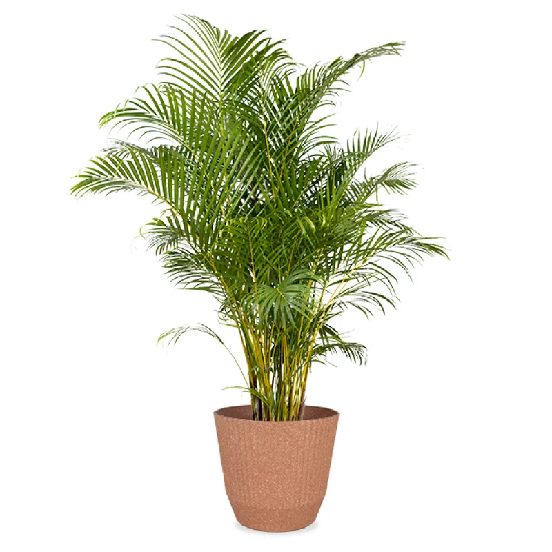 Areca Palme (Goldfruchtpalme) (XL)