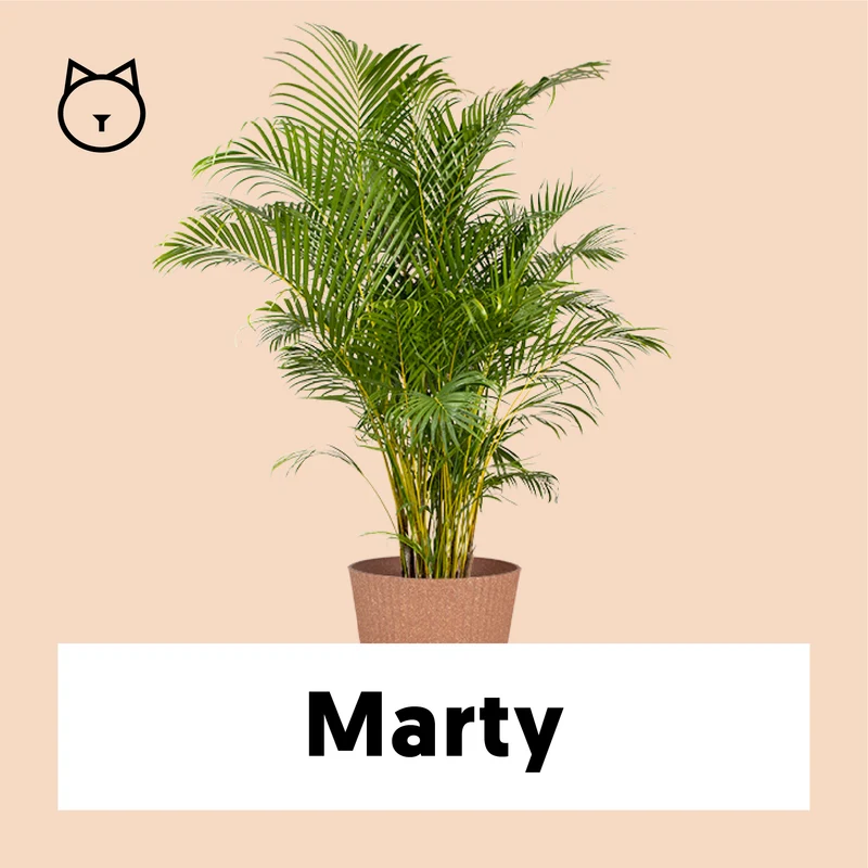 Areca Palme (Goldfruchtpalme) (XL)