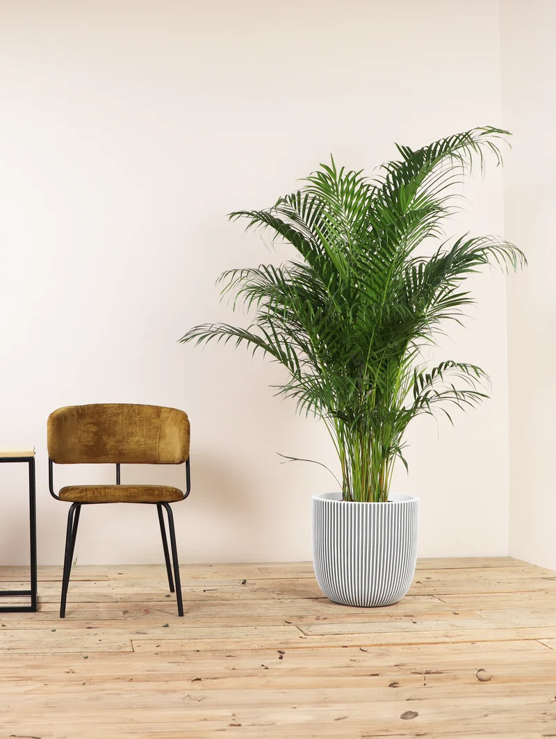 Areca Palme (Goldfruchtpalme) (XL)