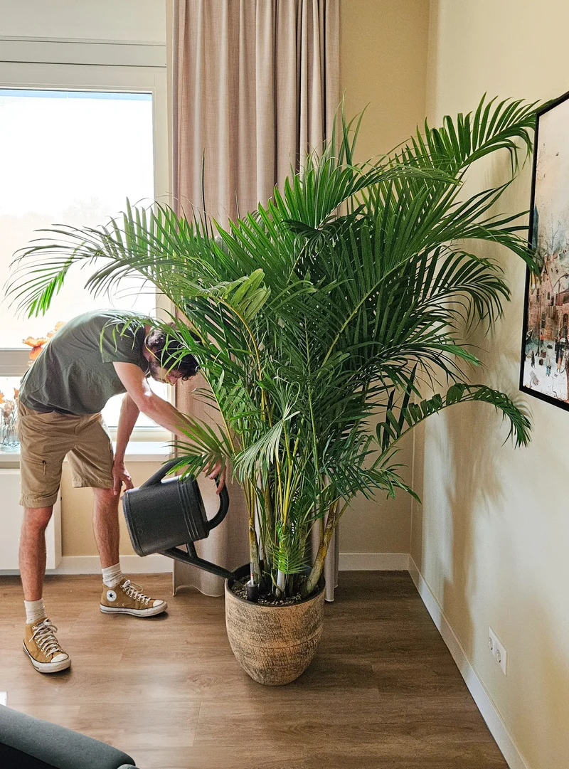 Areca Palme (Goldfruchtpalme) (XL)
