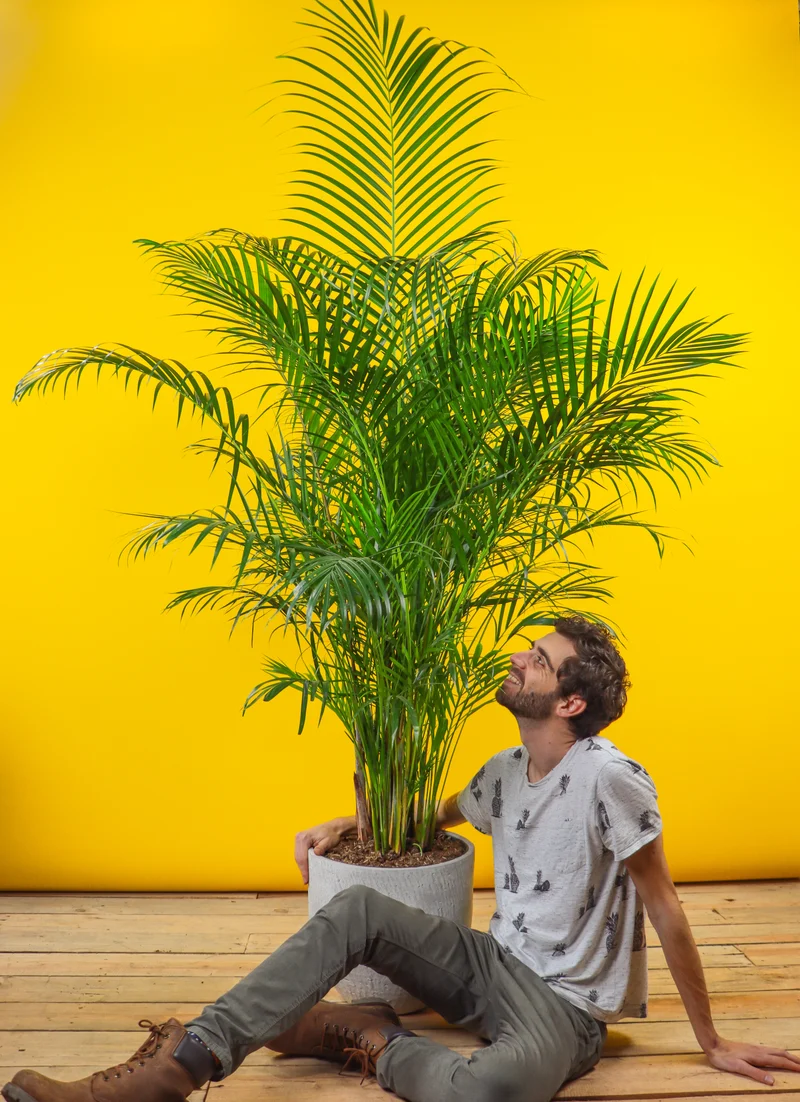 Areca Palme (Goldfruchtpalme) (XL)