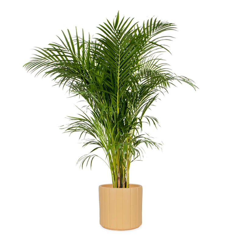 Areca Palme (Goldfruchtpalme) (XL)