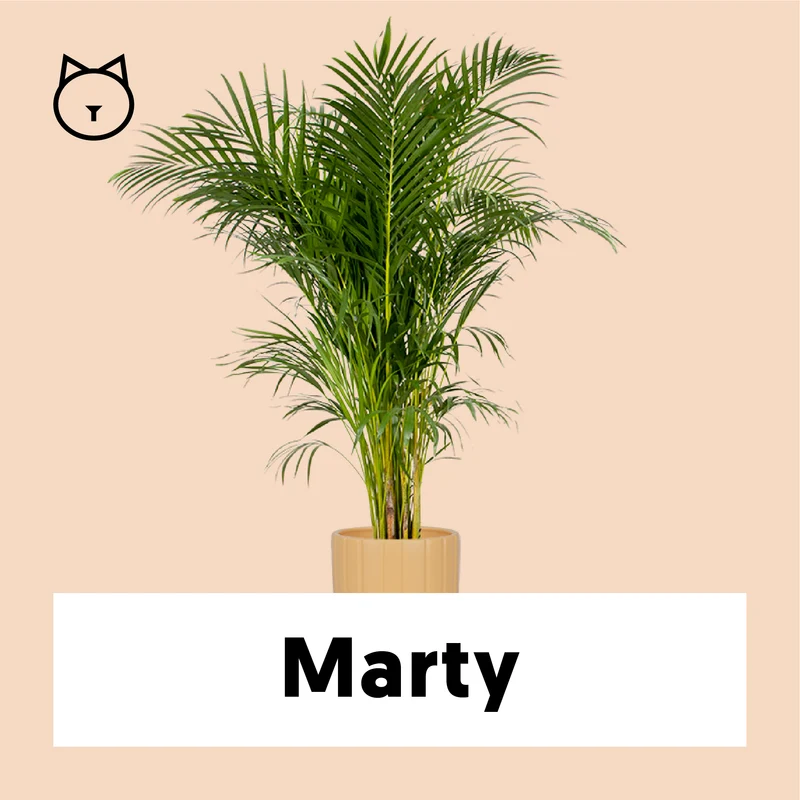 Areca Palme (Goldfruchtpalme) (XL)