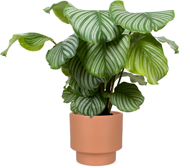 Calathea orbifolia (Korbmarante) (M)
