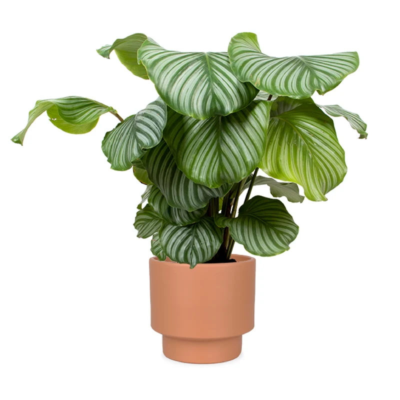 Calathea orbifolia (Korbmarante) (M)