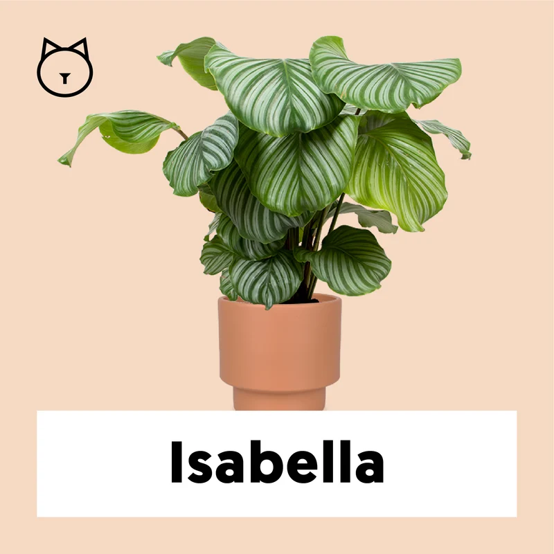 Calathea orbifolia (Korbmarante) (M)