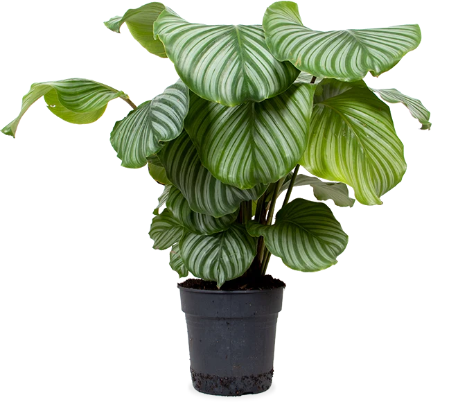 Calathea orbifolia (Korbmarante) (M)
