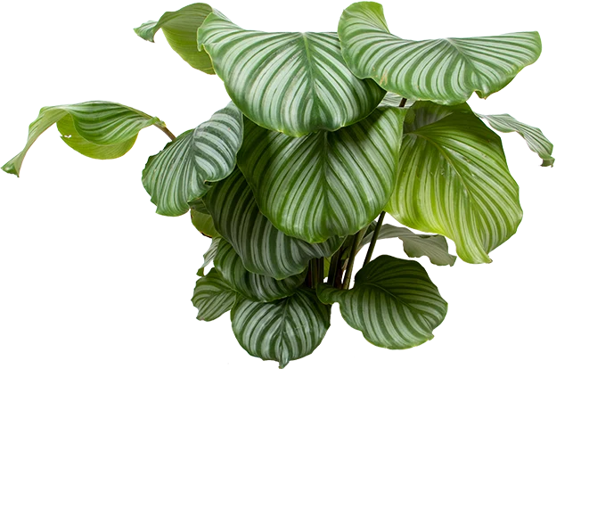 Calathea orbifolia (Korbmarante) (M)