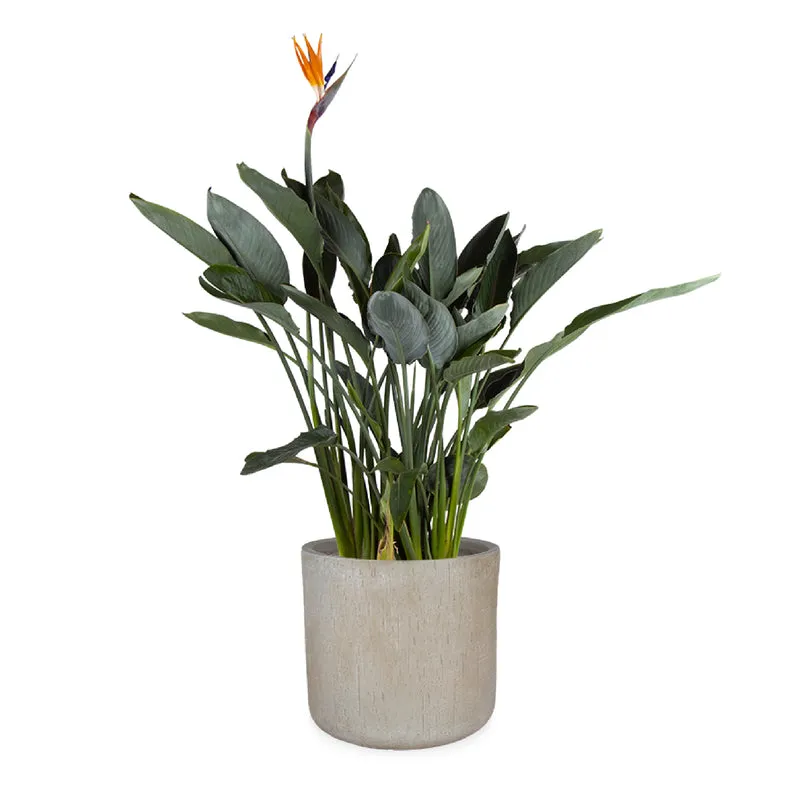 Strelitzia reginae (Papageienblume) (L)