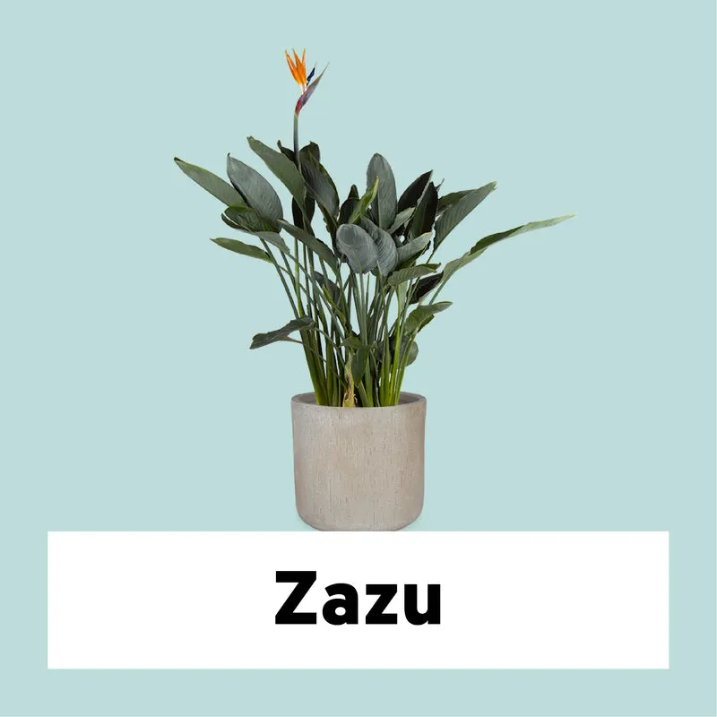 Strelitzia reginae (Papageienblume) (L)