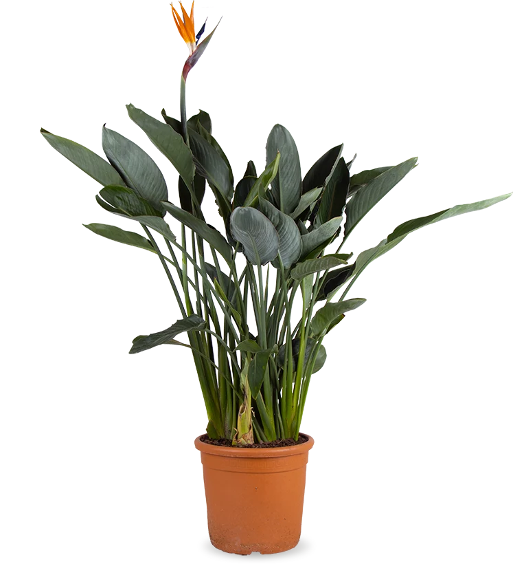 Strelitzia reginae (Papageienblume) (L)