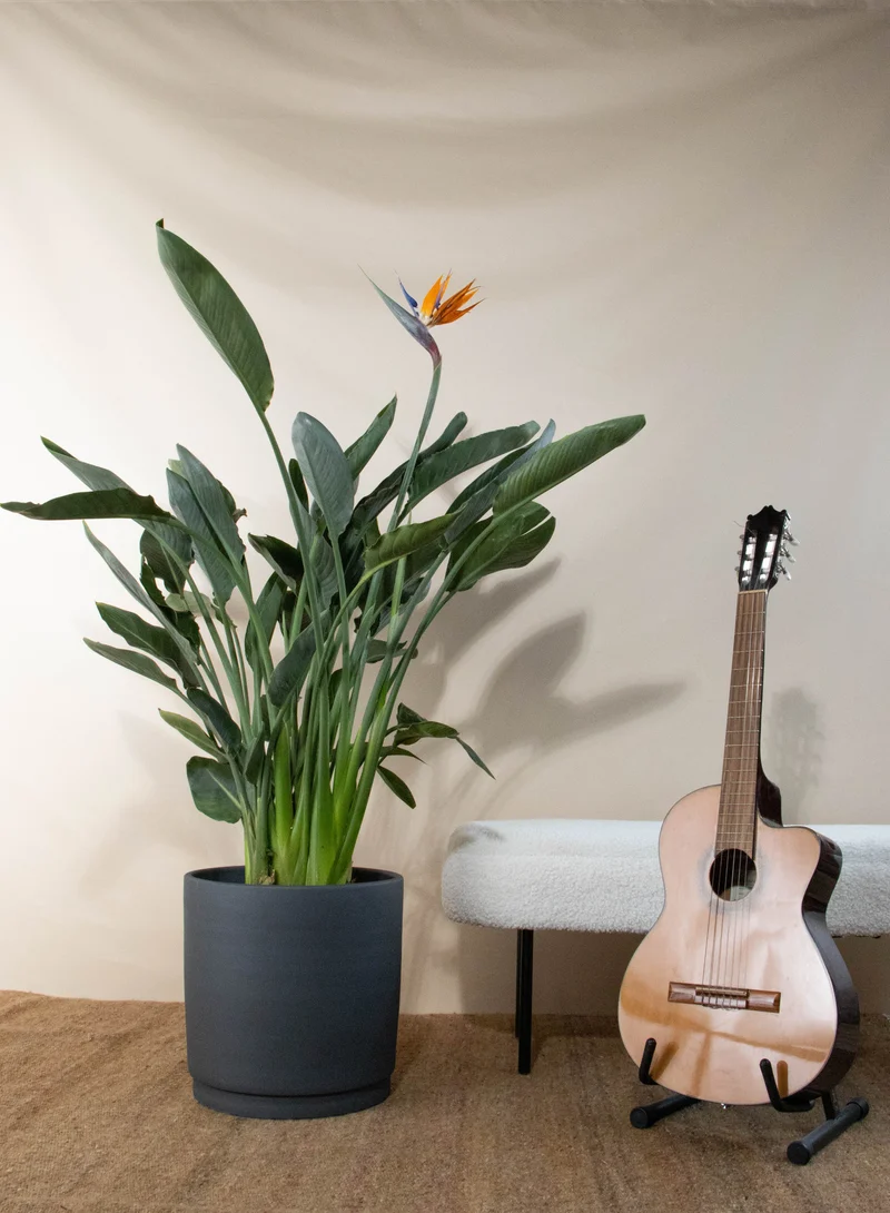 Strelitzia reginae (Papageienblume) (L)