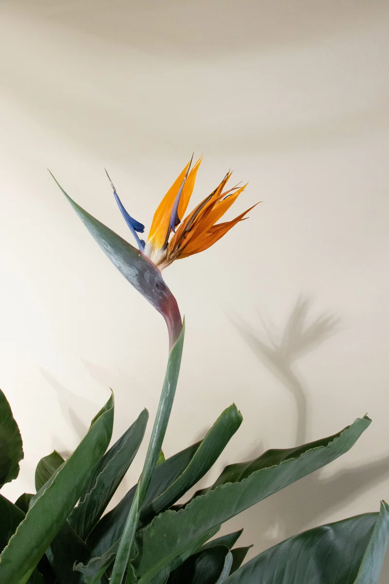 Strelitzia reginae (Papageienblume) (L)