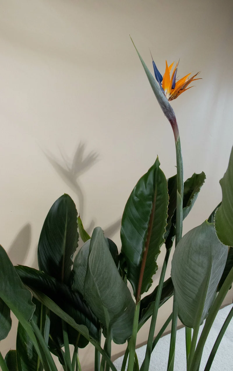 Strelitzia reginae (Papageienblume) (L)