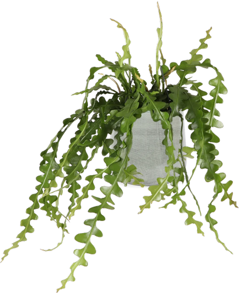 Epiphyllum anguliger (Sägeblattkaktus)