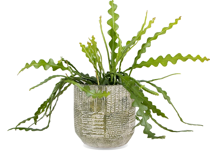 Epiphyllum anguliger (Sägeblattkaktus)