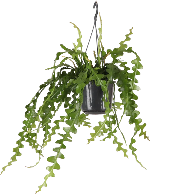 Epiphyllum anguliger (Sägeblattkaktus)