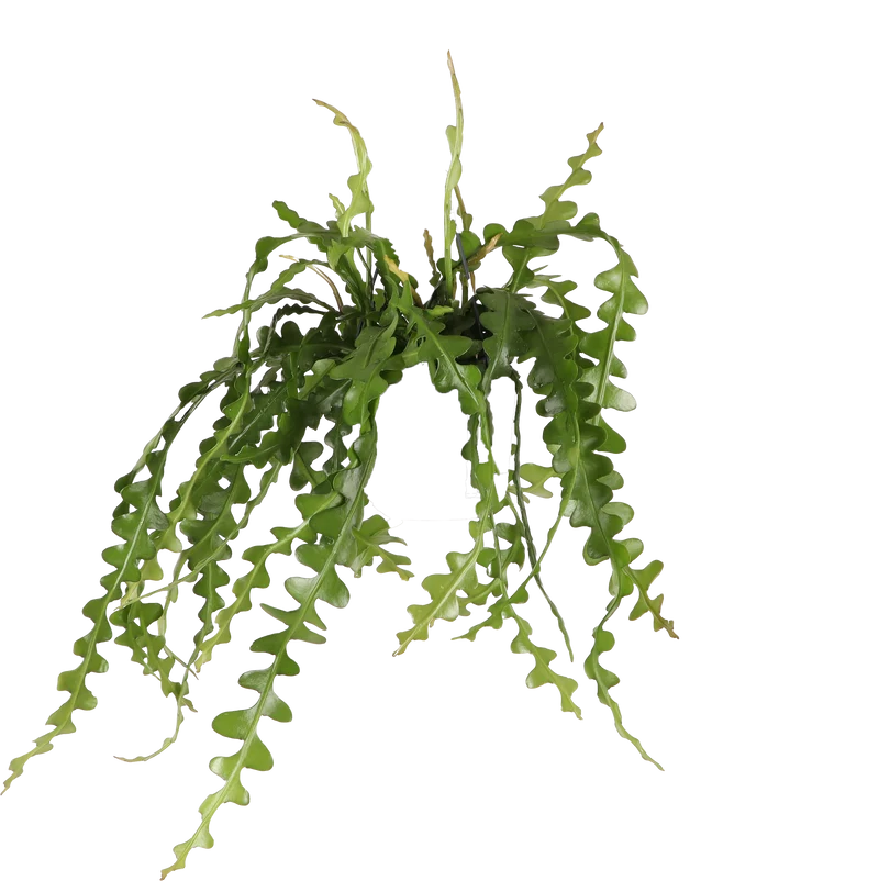 Epiphyllum anguliger (Sägeblattkaktus)