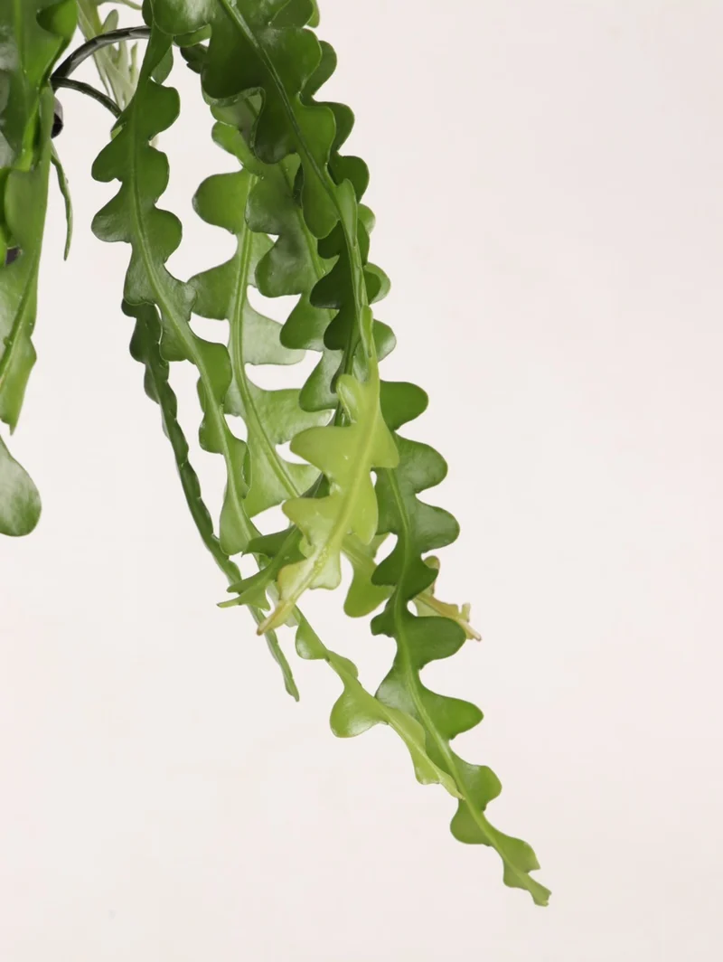 Epiphyllum anguliger (Sägeblattkaktus)