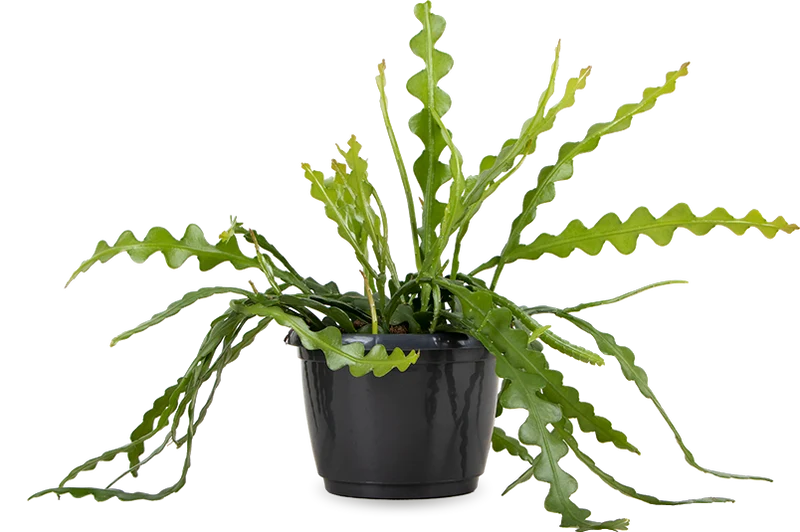 Epiphyllum anguliger (Sägeblattkaktus)