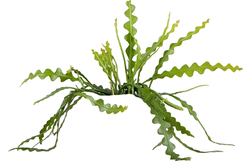 Epiphyllum anguliger (Sägeblattkaktus)