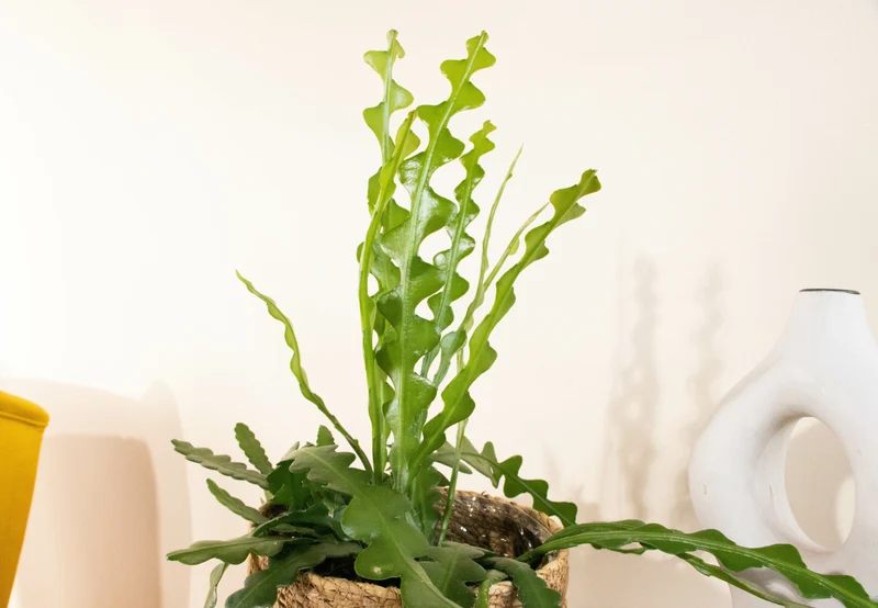 Epiphyllum anguliger (Sägeblattkaktus)