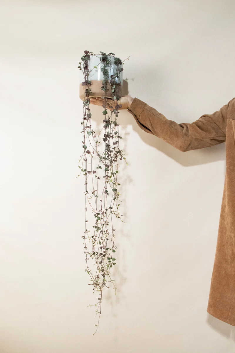 Ceropegia woodii (Leuchterblume)