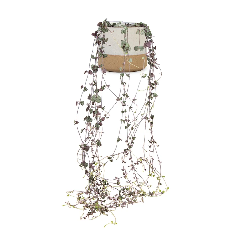 Ceropegia woodii (Leuchterblume)