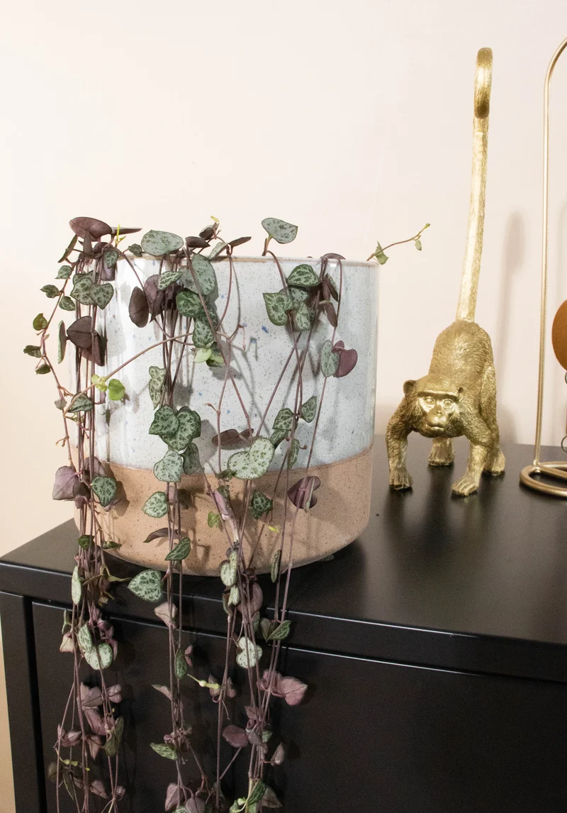 Ceropegia woodii (Leuchterblume)