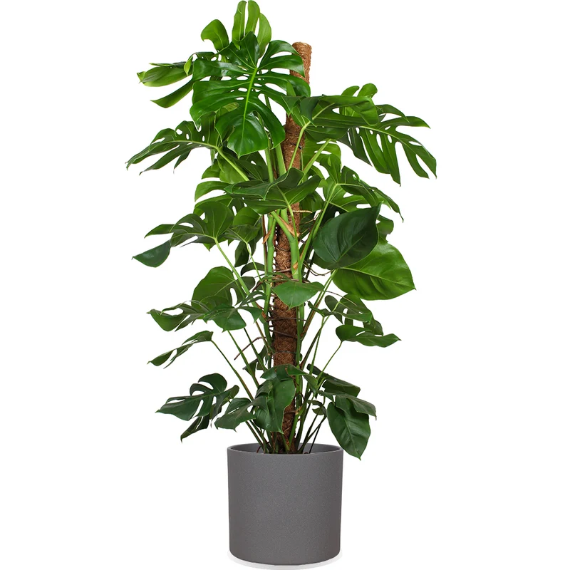 Monstera pertusum (Fensterblatt) (XL)