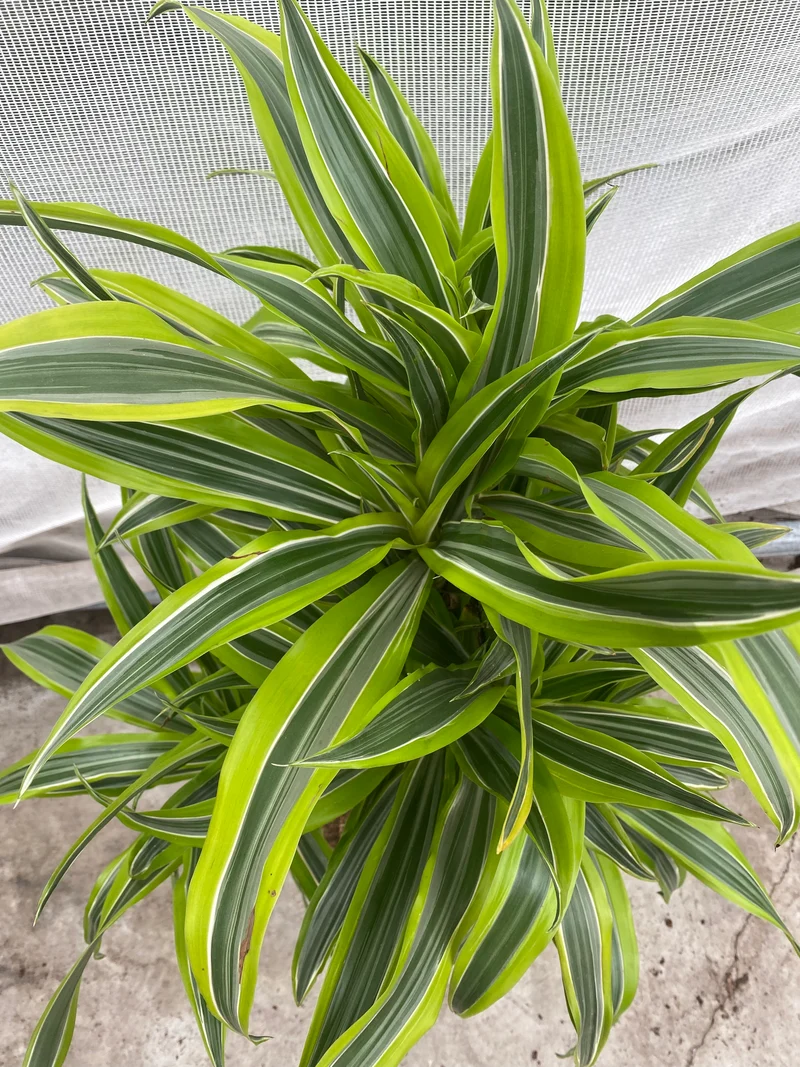 Dracaena lemon lime verzweigter Stamm (Groggy Zweige)