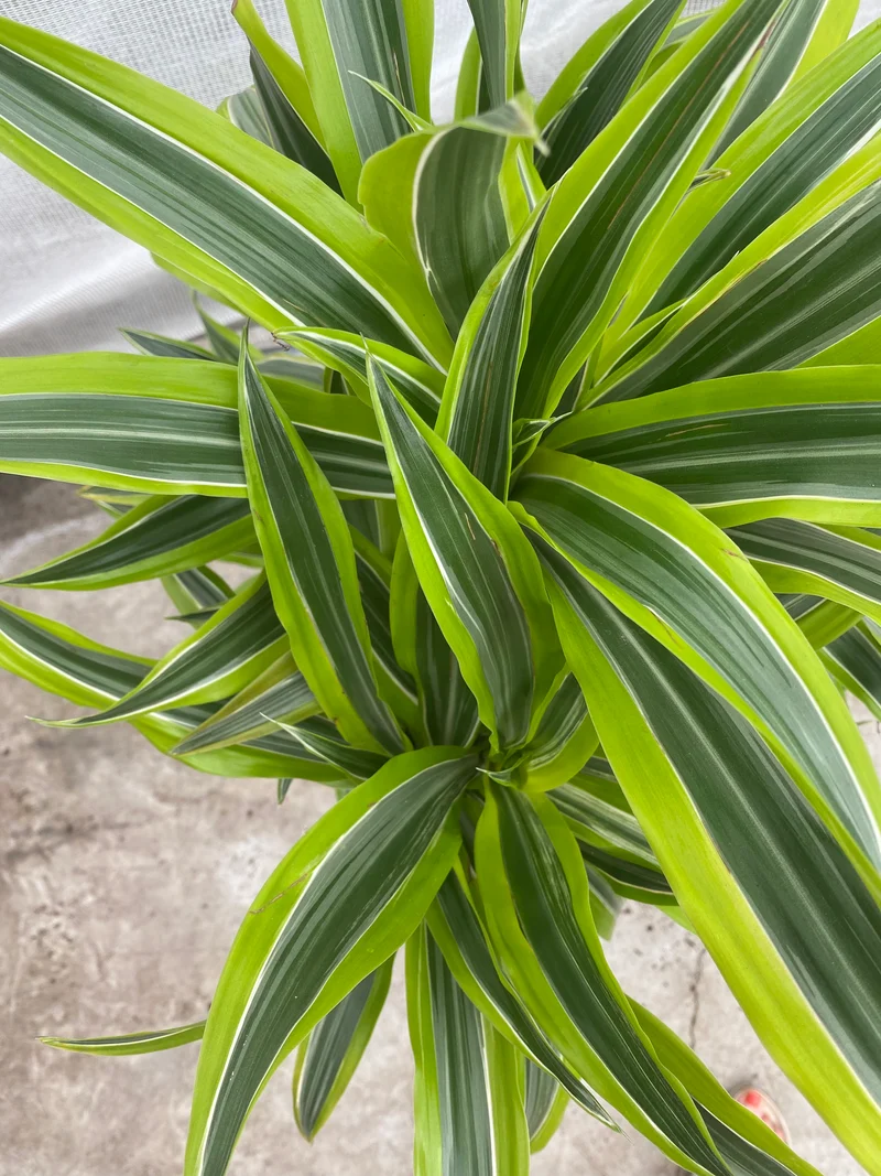 Dracaena lemon lime verzweigter Stamm (Groggy Zweige)