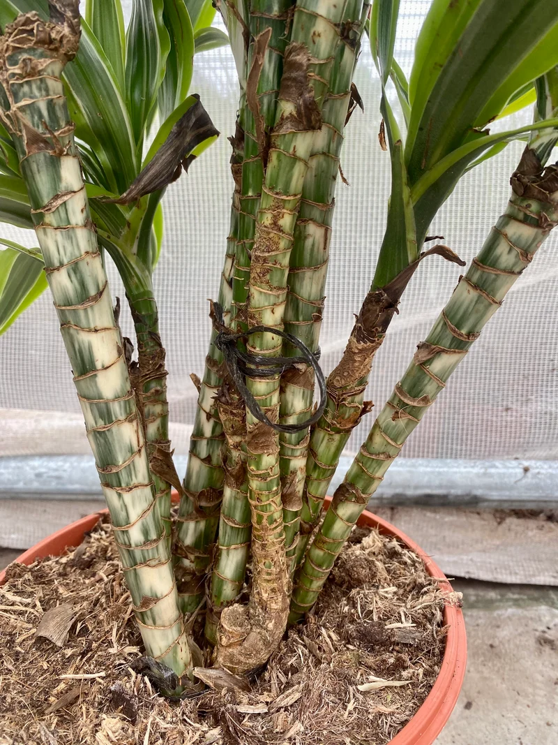 Dracaena lemon lime verzweigter Stamm (Groggy Zweige)