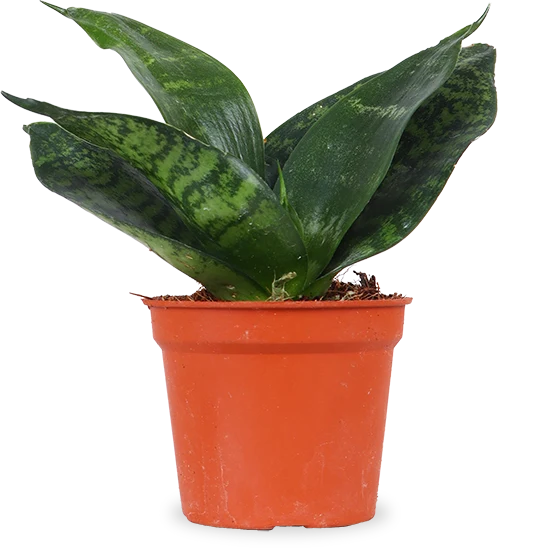 Sansevieria hahnii black (Bogenhanf) (XS)