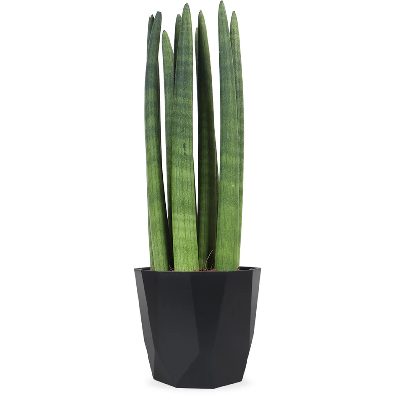 Sansevieria straight (Bogenhanf) (S)
