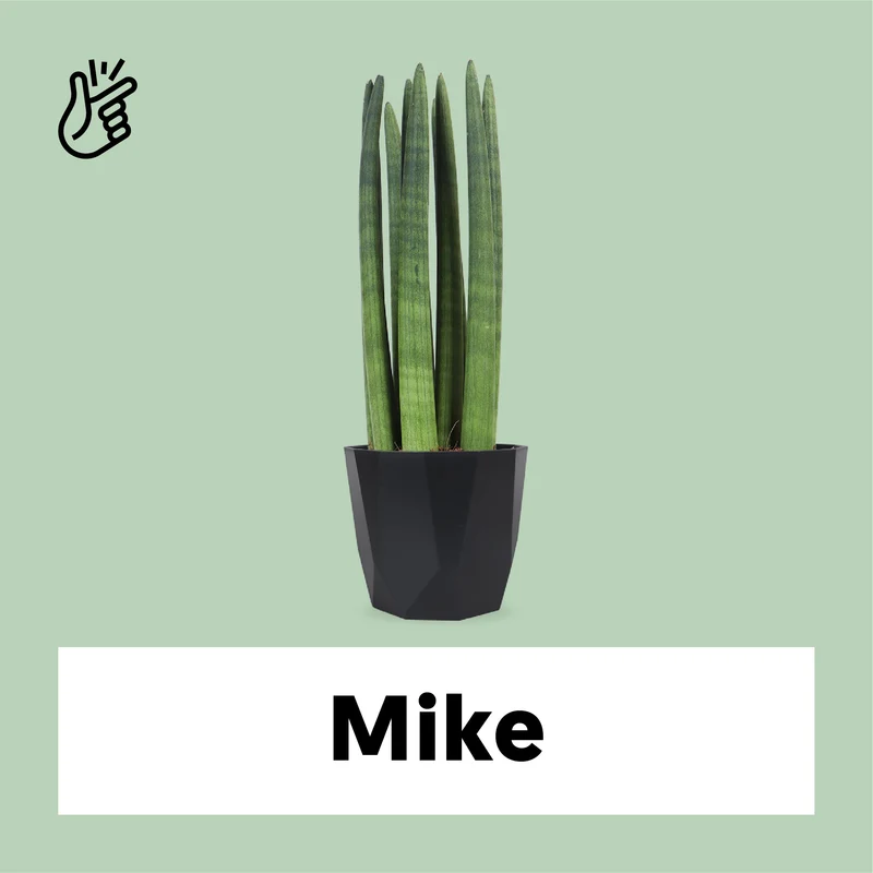 Sansevieria straight (Bogenhanf) (S)