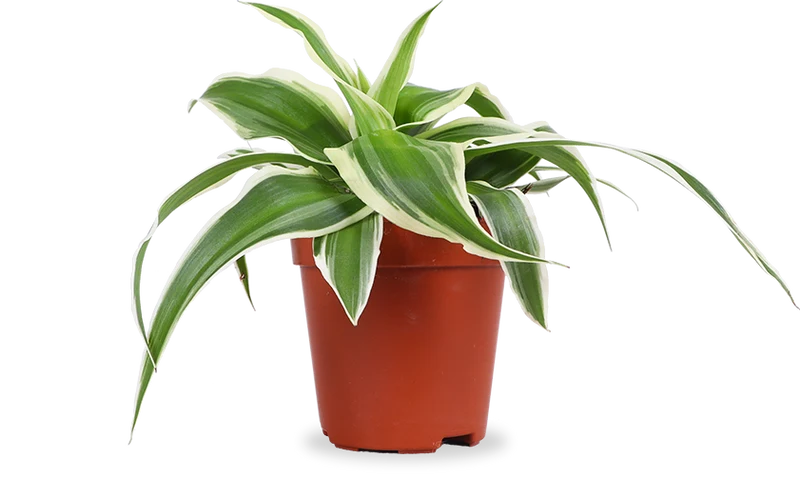 Chlorophytum (Grünlilie) (XS)