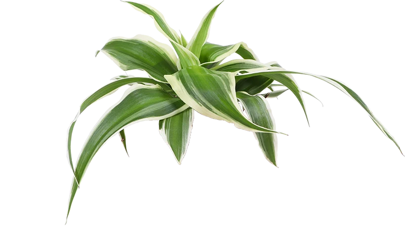 Chlorophytum (Grünlilie) (XS)