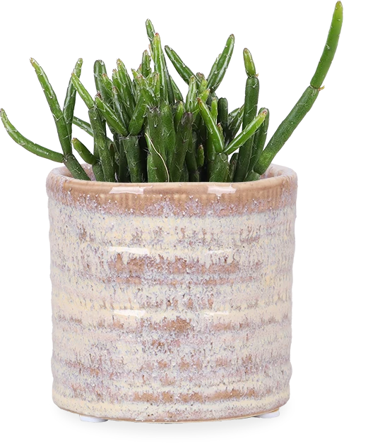 Rhipsalis cashero (Korallenkaktus) (XS)
