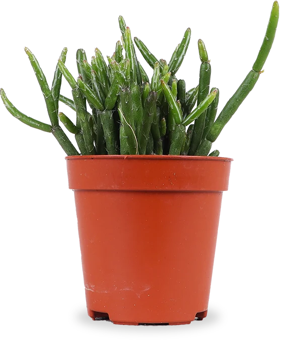 Rhipsalis cashero (Korallenkaktus) (XS)