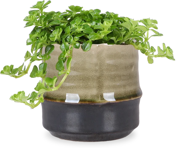 Pilea depressa (Kanonierblume) (XS)