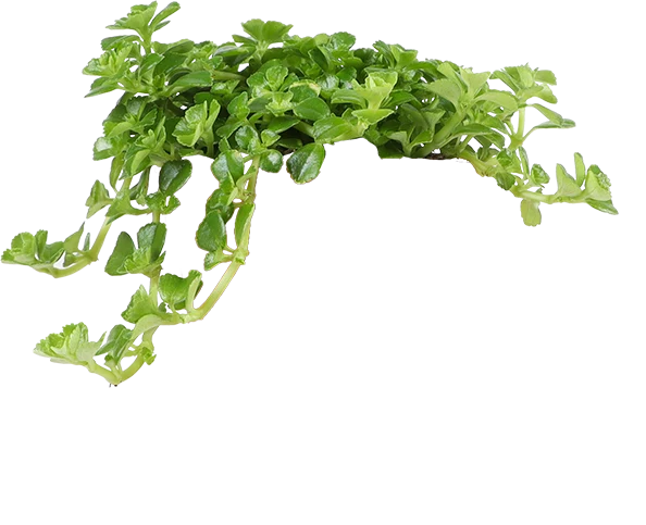 Pilea depressa (Kanonierblume) (XS)